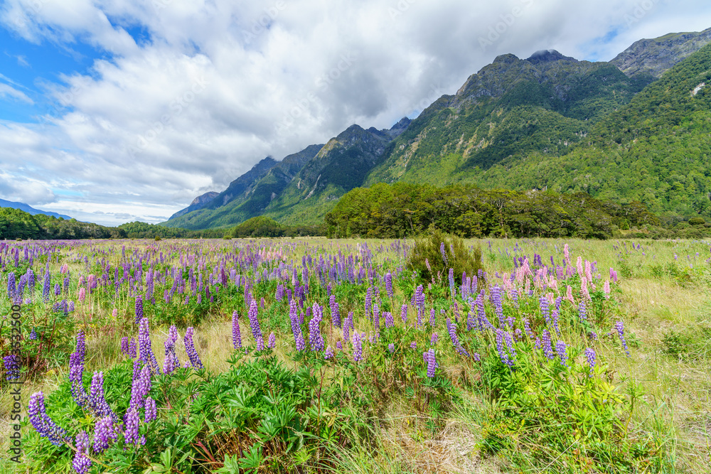 Wall mural meadow with lupins in a valley between mountains, new zealand 15