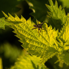 spider on a leaf