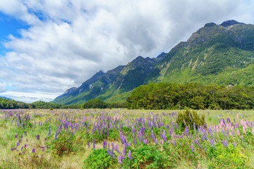 meadow with lupins in a valley between mountains, new zealand 18