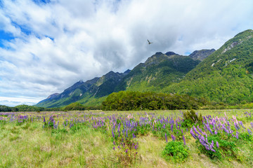 meadow with lupins in a valley between mountains, new zealand 21