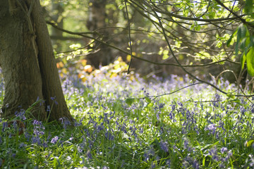  Bluebell flowers growing in woodland in springtime