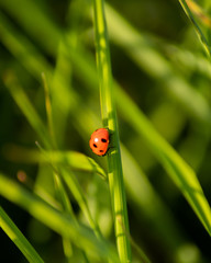ladybug on green grass