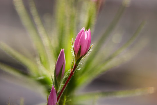 Close-up of little tropical pastel rosa flower