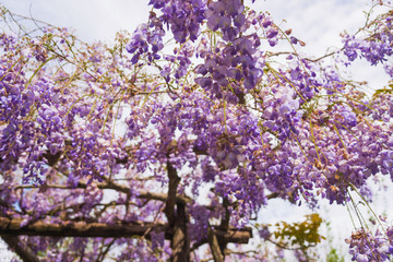 Wisteria blooming in spring garden on a sunny afternoon