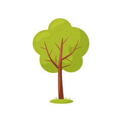 Tree with a magnificent crown on a white background. Vector illustration.