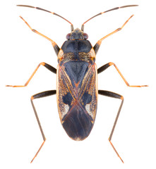 The dirt-colored seed bug. Rhyparochromus vulgaris is a species of seed bug in the family...