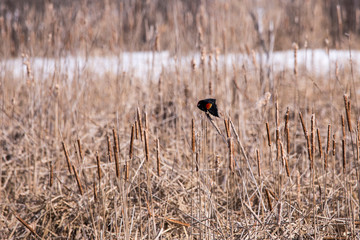 Side view of an adult male red-winged blackbird seen balanced on the cigar-shaped head of a dry cattail plant in the early spring thawing Léon-Provencher marsh, Neuville, Quebec, Canada