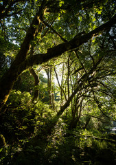 The lush forest of the PNW The golden sunlight beams trough the green the forest welcomes the early morning sunlight of the summer sun. A magical scene of natural beauty in the Pacific Northwest
