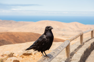 Common raven (Corvus corax) black crow