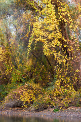 Autumn yellow trees covered with wild grapes on the banks of the Danube river. River landscape