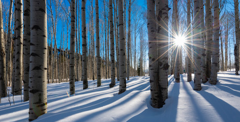 Bare white aspen trunks stand in stark contrast against the bright clear blue Colorado mountain...