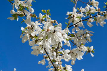 White magnolia flowers against a blue sky background