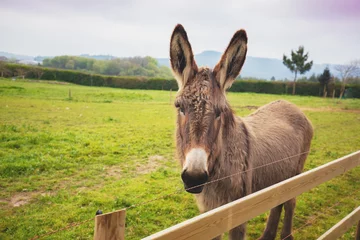 Muurstickers Portrait of a donkey on the meadow © vvvita