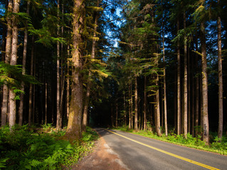 A road leading in to a dark forest welcomes travelers to experience the wild forest land on the Pacific Northwest. The summer sun pierces the dense Oregon woods near Columbia River Gorge