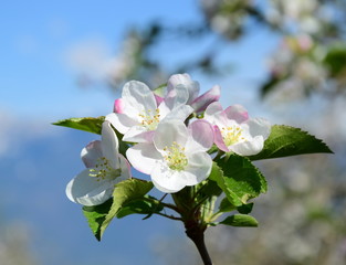 Apfelblüten -Apfelbaumblüte - Blütezeit in Südtirol