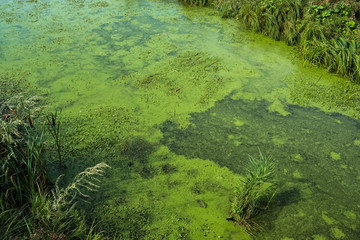 Water with green algae 