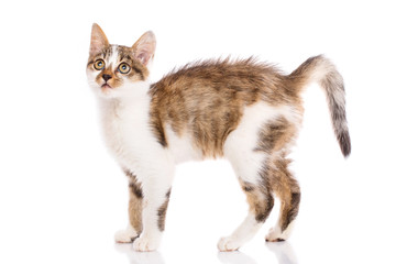 Fototapeta premium A playful, fluffy kitten looking up. Valentine's day