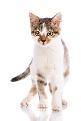A little kitten stands on a white background