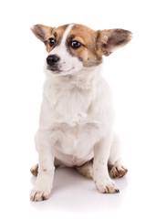 The dog sits in front and looks to the left