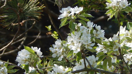 Wei&szlig;e Bl&uuml;ten im Fr&uuml;hling