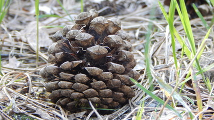 Kiefernzapfen auf den Waldboden 