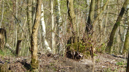 Der Junge Baum und der Stumpf 