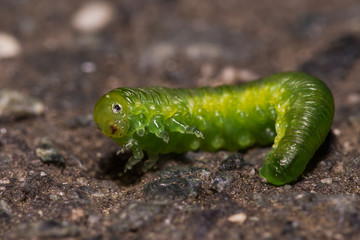 Suprised Caterpillar