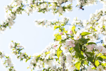Obraz premium Blüten