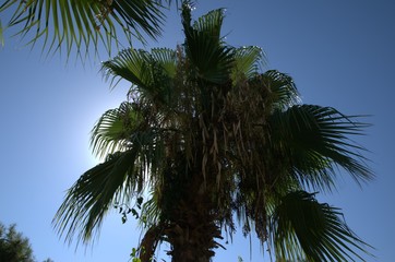 Palms on the sky background.