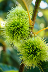 chestnut fruit on the tree