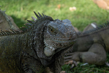 Iguana.