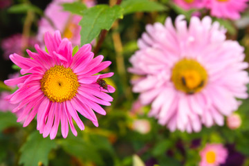 Obraz premium Pretty flowers with flies