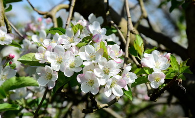 Apfelblüten -Apfelbaumblüte - Blütezeit in Südtirol