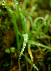 Leaves with raindrops. and raindrop on the tip of the leaf