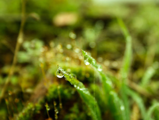 Leaves with raindrops. and raindrop on the tip of the leaf