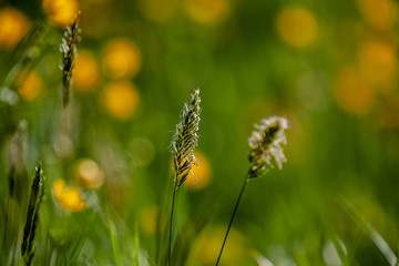 Meadow with flowers