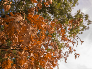 Brown tree leaves at the end of his life
