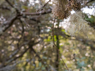 Brown tree leaves at the end of his life
