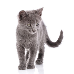 Gray cat stands with a curved tail. Isolated on a white background