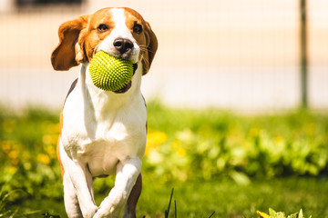 Beagle dog with a ball on a green meadow during spring,summer runs towards camera with ball