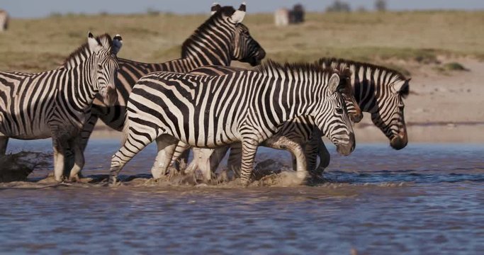 Close-up view of a group of Zebras with a cute young foal drinking at a waterhole on the Makgadikgadi Pans,Botswana 