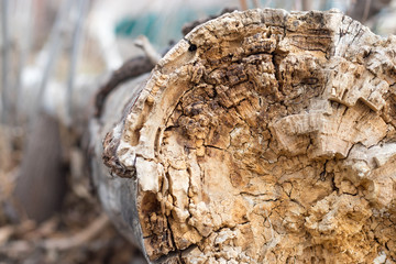 dry rotten wood with termites