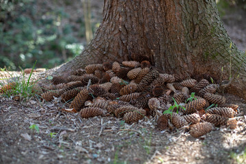 Obraz premium Zapfen