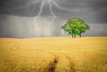 golden wheat field with green tree with lightning and rain