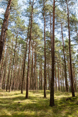 Fototapeta premium forest with tall trees from below