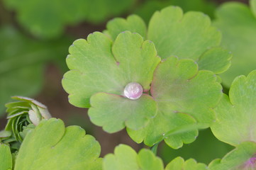Green Clover leaf field background