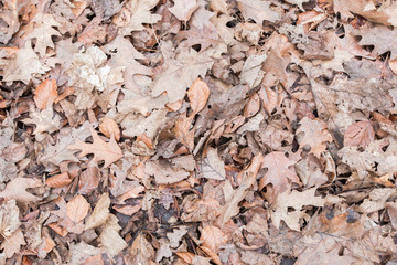  old leaves as a background