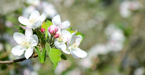 Apfelblüten - Blütezeit in Südtirol
