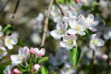 Apfelblüten - Blütezeit in Südtirol