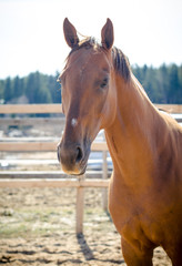 portrait of red budyonny mare horse